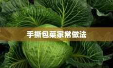 手撕包菜家常做法