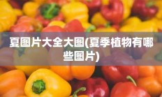 夏图片大全大图(夏季植物有哪些图片)