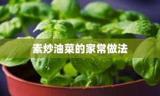 素炒油菜的家常做法