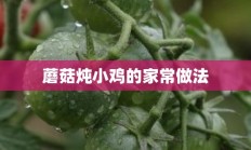 蘑菇炖小鸡的家常做法