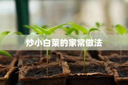 炒小白菜的家常做法