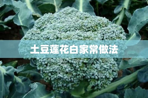 土豆莲花白家常做法