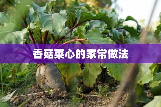 香菇菜心的家常做法