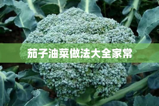 茄子油菜做法大全家常