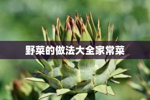 野菜的做法大全家常菜