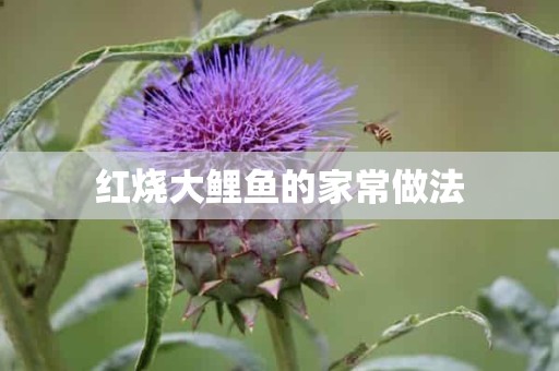 红烧大鲤鱼的家常做法