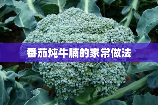 番茄炖牛腩的家常做法