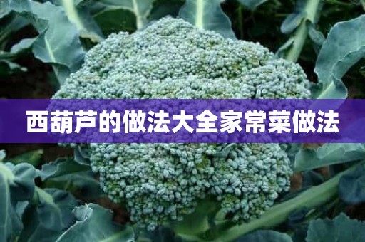 西葫芦的做法大全家常菜做法